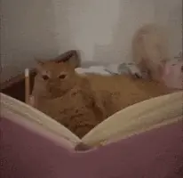 GIF про очікування української озвучки