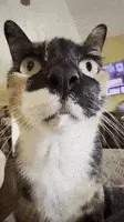 GIF про очікування української озвучки