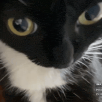 GIF про очікування української озвучки